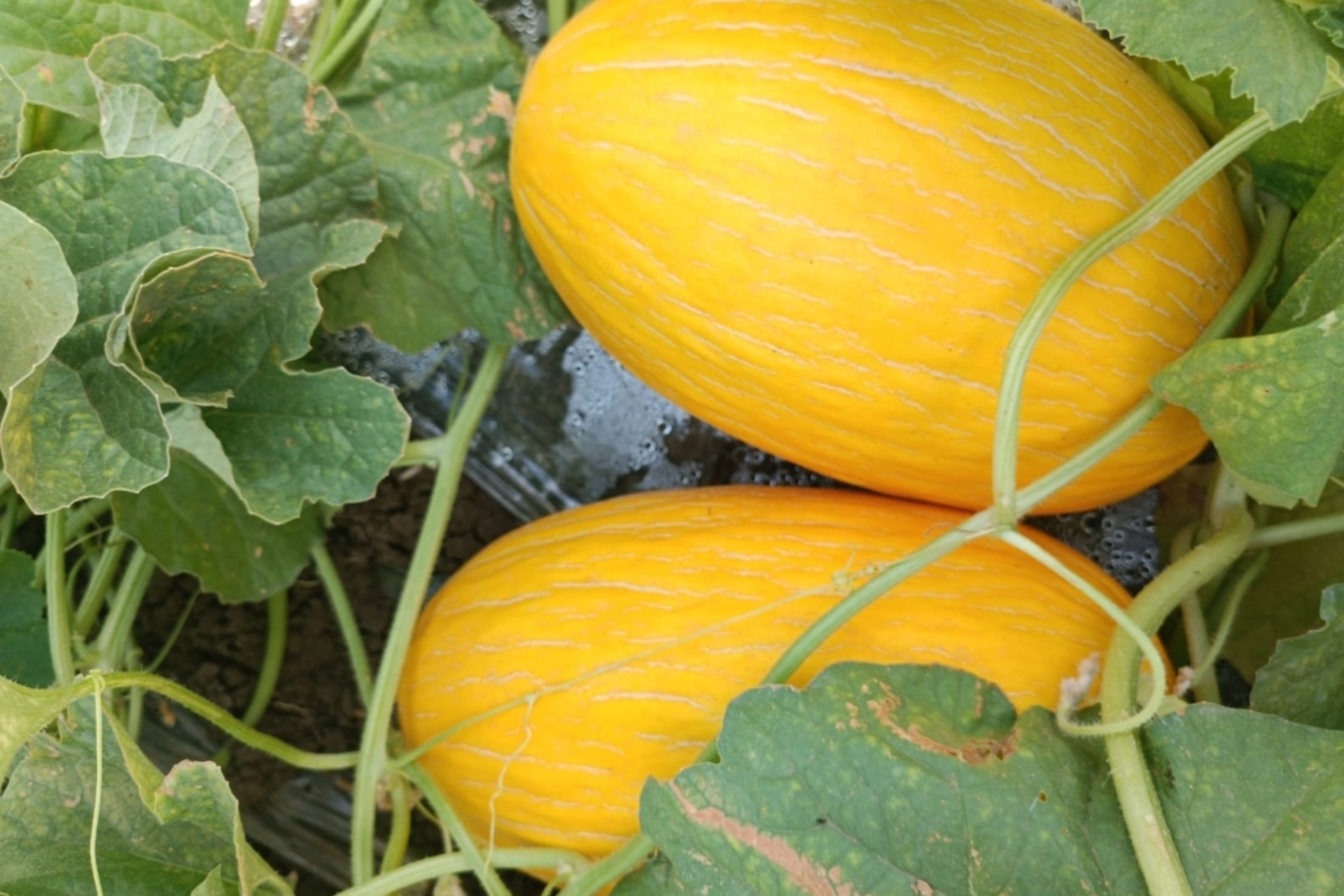 melon-jaune-1