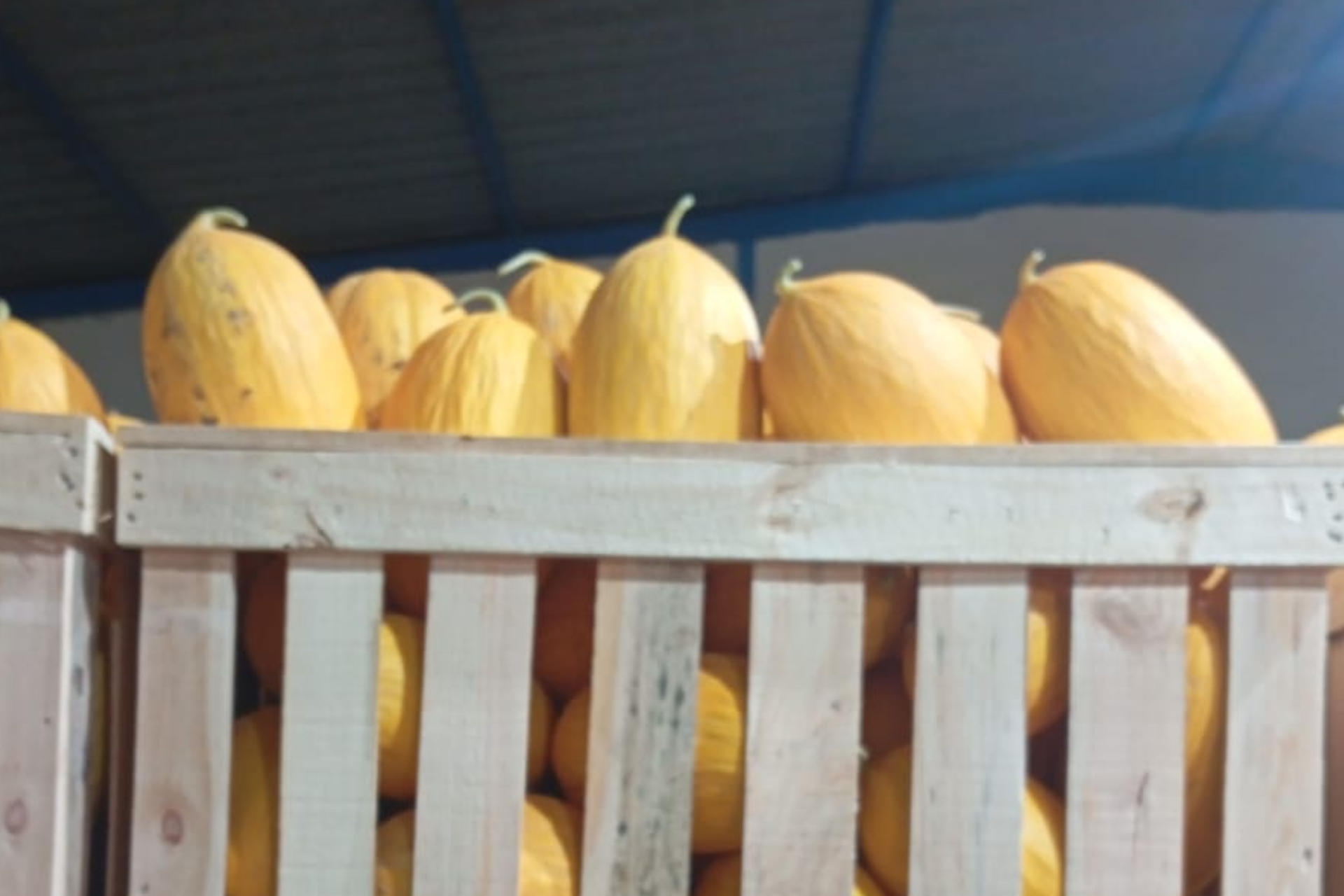 melon-jaune-2