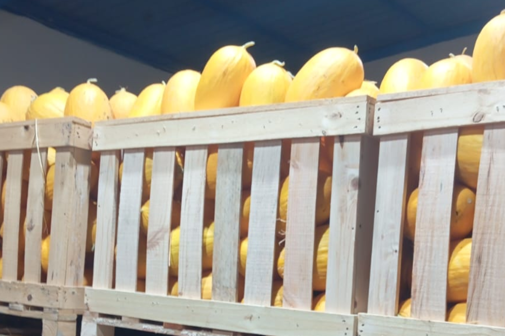 melon-jaune-3