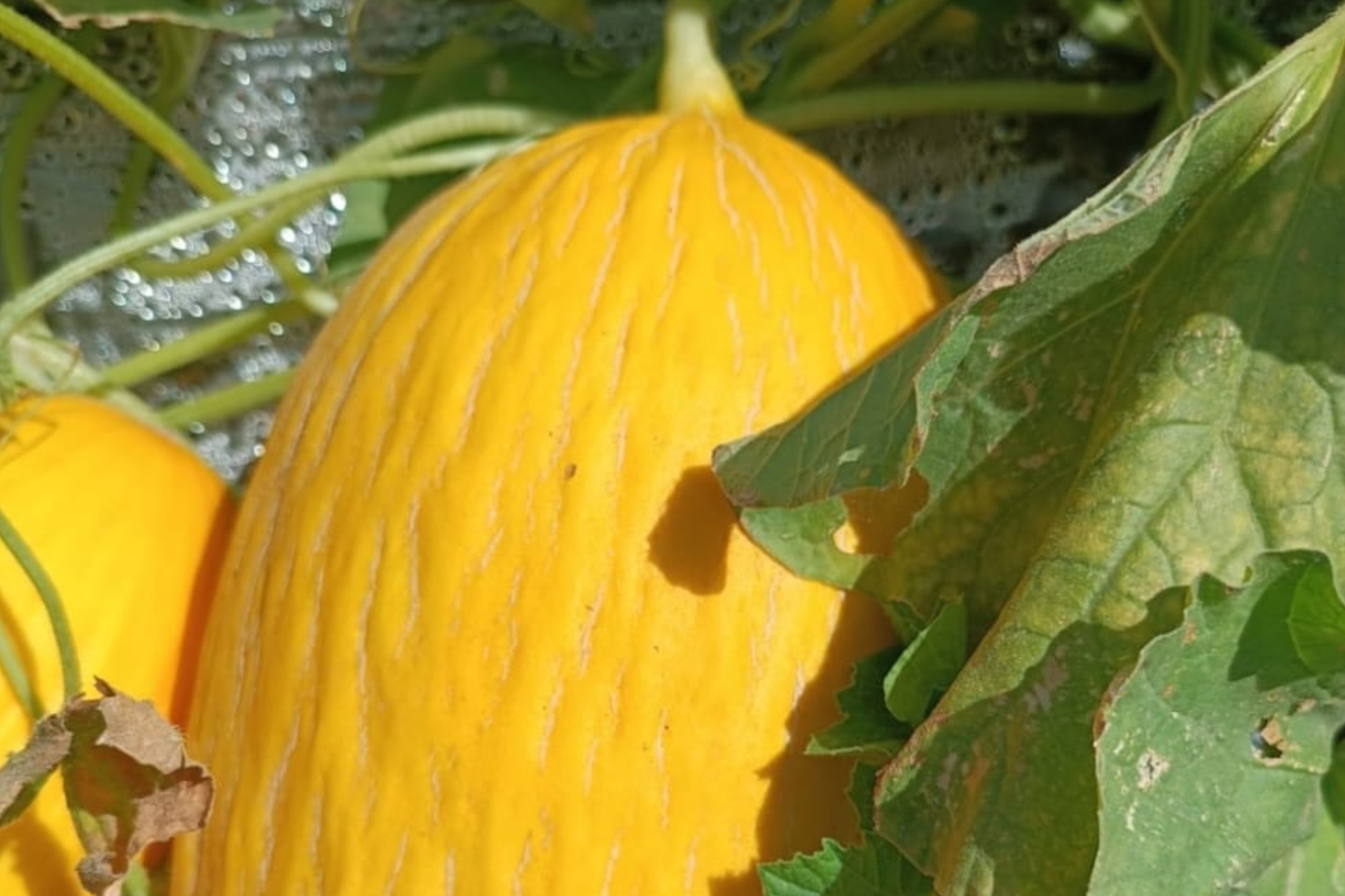 melon-jaune-4